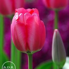 Tulip darwin hybrid 'Niigata'