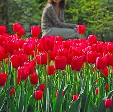 Tulip triumph 'Patriot'