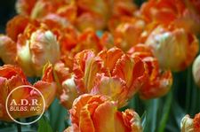 Tulip parrot 'Professor Rontgen'
