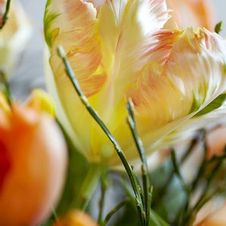 Tulip parrot 'Salmon Parrot'