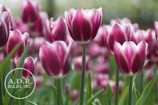 Tulip triumph 'Synaeda Blue'