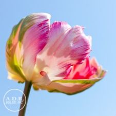Tulip parrot 'Weber's Parrot'