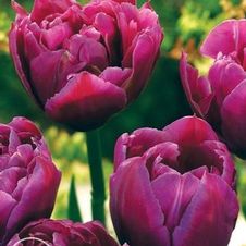 Tulip double early 'Margarita'