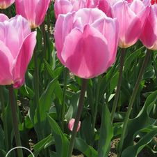 Tulip triumph 'Early Glory'