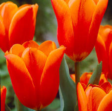 Tulip triumph 'Kings Orange'