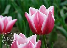 Tulip triumph 'Leo Visser'