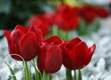Tulip triumph 'Pallada'