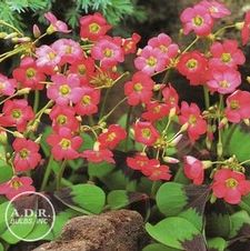 Oxalis Iron Cross