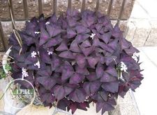 Oxalis Triangularis