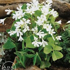 Oxalis Regnelii