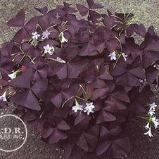 Oxalis Myke