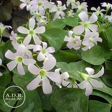 Oxalis Fanny