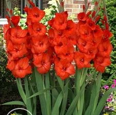 Gladiolus large flowering 'Advance'