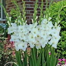 Gladiolus large flowering 'Alaska'
