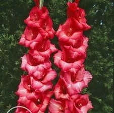 Gladiolus large flowering 'Applause'