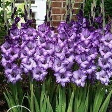 Gladiolus large flowering 'Blue Sky'