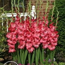 Gladiolus large flowering 'Chit Chat'