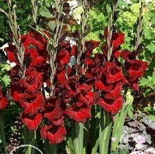 Gladiolus large flowering 'Espresso'