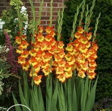 Gladiolus large flowering 'Fiesta'