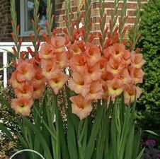 Gladiolus large flowering 'Finishing Touch'