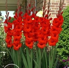 Gladiolus large flowering 'Flora'