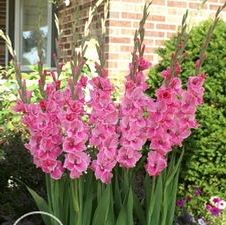 Gladiolus large flowering 'Good News'