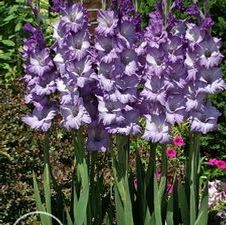Gladiolus large flowering 'Great Lakes'