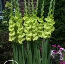 Gladiolus large flowering 'Green Star'