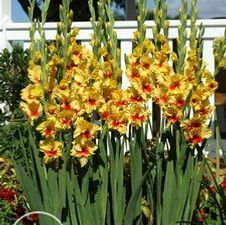 Gladiolus large flowering 'Jester Gold'