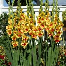 Gladiolus large flowering 'Jester'