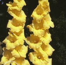 Gladiolus large flowering 'Joyeuse Entree'