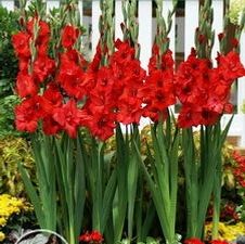 Gladiolus large flowering 'Key Largo'