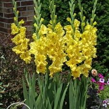 Gladiolus large flowering 'Kings Gold'