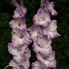 Gladiolus large flowering 'Land O Lakes'