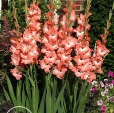 Gladiolus large flowering 'Lucky Number'