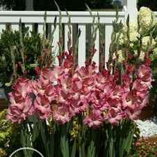 Gladiolus large flowering 'Majestic'