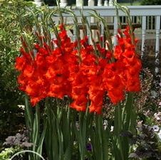 Gladiolus large flowering 'Mascagni'
