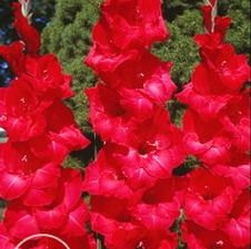 Gladiolus large flowering 'Matchpoint'