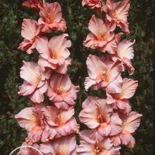 Gladiolus large flowering 'Old Spice'