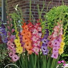 Gladiolus large flowering 'Pastel Mix'