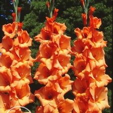 Gladiolus large flowering 'Peter Pears'