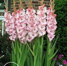 Gladiolus large flowering 'Pink Dream'