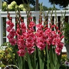 Gladiolus large flowering 'Pink Event'