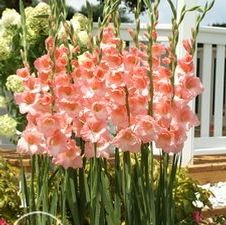 Gladiolus large flowering 'Pink Pastel'