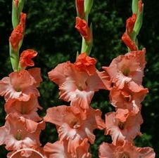 Gladiolus large flowering 'Princess Lee'