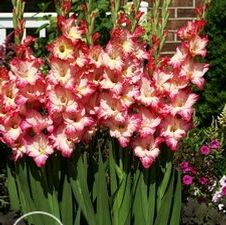 Gladiolus large flowering 'Priscilla'