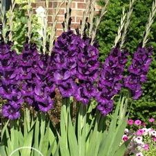 Gladiolus large flowering 'Purple Flora'