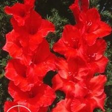Gladiolus large flowering 'Rapid Red'