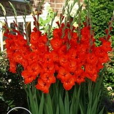 Gladiolus large flowering 'Red Sensation'
