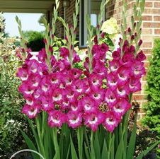 Gladiolus large flowering 'Rhapsody In Blue'
